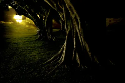 Serene Nature Majestic Trees Nature Wallpaper 4K 1600x1064 A, Serene, Nature, Scene, Featuring, Majestic, Trees, With, Thick, Roots, Set, Against, Black, White, Ultrawide