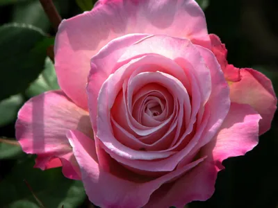 Bold Close Wallpaper Nature Wallpaper 4K 1400x1050 Close-up, Of, A, Delicate, Pink, Rose, In, Full, Bloom, Captured, High, Definition, Gray, Landscape