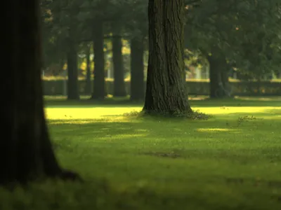 Serene Field Lush Green Grass Nature Wallpaper 4K 1600x1200 A, Serene, Field, With, Lush, Green, Grass, And, Towering, Trees, Captured, Soft, Pink, Yellow, Brown, Landscape