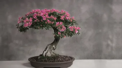 Bougainvillea Bonsai Vibrant Pink Flowers Nature Wallpaper 4K 1920x1080 Hd, Wallpaper, Of, A, Stunning, Bougainvillea, Bonsai, Showcasing, Vibrant, Pink, Flowers, Against, Gray, Ultrawide, Full HD