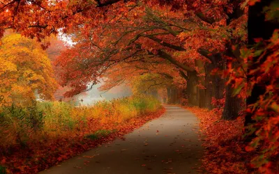 Serene Autumn Showcases Winding Nature Wallpaper 4K 1920x1200 A, Serene, Autumn, Scene, Showcases, Winding, Path, Through, Vibrant, Red, Orange, Foliage, Brown, Ultrawide, Full HD