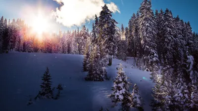 Bright Serene Wallpaper Nature Wallpaper 4K 3840x2160 A, Serene, Winter, Forest, Bathed, In, Sunlight, With, Snow-covered, Trees, Clear, Blue, White, Ultrawide, 4k