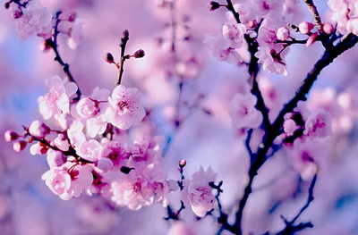Close Delicate Cherry Nature Wallpaper 4K 2560x1684 Close-up, Of, Delicate, Cherry, Blossoms, In, Soft, Pink, Hues, Showcasing, Nature, 039, Gray, Ultrawide, QHD