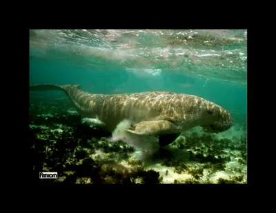 Animal Dugong Animals Animals Wallpaper 4K 3765x2912 Animal, Dugong, Hd, Desktop, Wallpaper, Background, Image, Gray, Brown, Square, QHD