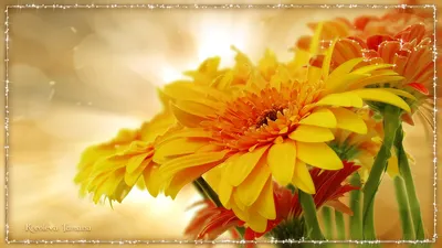 Yellow Flower Gerbera Artistic Nature Wallpaper 4K 1920x1080 Yellow, Flower, Gerbera, Artistic, Hd, Desktop, Wallpaper, White, Gray, Orange, Ultrawide, Full HD