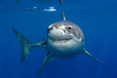Radiant Underwater Wallpaper Animals Wallpaper 4K 4941x3300 Underwater, 4k, Ultra, Hd, Image, Of, A, Great, White, Shark, Swimming, Among, Red, Brown, Landscape