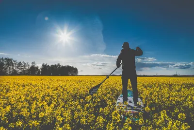 Dreamy Silhouetted Wallpaper Nature Wallpaper 4K 5616x3744 Silhouetted, Stand-up, Paddleboarder, Surfing, Across, A, Vast, Yellow, Rapeseed, Field, Under, Bright, White, Gray, Landscape, 4k