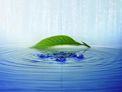 Close Green Leaf Nature Wallpaper 4K 1600x1200 Close-up, Of, A, Green, Leaf, Floating, On, Water, Surface, Ripples, Set, Against, White, Landscape