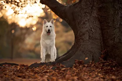 Dog Animal Swiss Animals Wallpaper 4K 2048x1367 Dog, Animal, Swiss, Shepherd, Hd, Desktop, Wallpaper, White, Brown, Landscape, Full HD