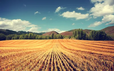 Vibrant Serene Wallpaper Nature Wallpaper 4K 1920x1200 A, Serene, Landscape, Featuring, Golden, Field, Under, Blue, Sky, Adorned, Fluffy, Clouds, Gray, Purple, Ultrawide, Full HD