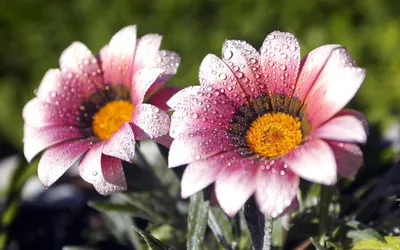 Close Vibrant Pink Nature Wallpaper 4K 2560x1600 Close-up, Of, Vibrant, Pink, Flowers, Adorned, With, Dewdrops, Showcasing, Beauty, Nature, Captures, White, Ultrawide, QHD