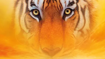 Close Tiger Face Emerging Animals Wallpaper 4K 1920x1080 Close-up, Of, A, Tiger's, Face, Emerging, From, Golden, Tiger, 039, Mist, Life, Orange, Ultrawide, Full HD