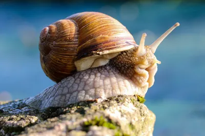 Macro Animal Snail Animals Wallpaper 4K 5472x3648 Macro, Animal, Snail, Hd, Desktop, Wallpaper, Background, White, Gray, Landscape, 4k