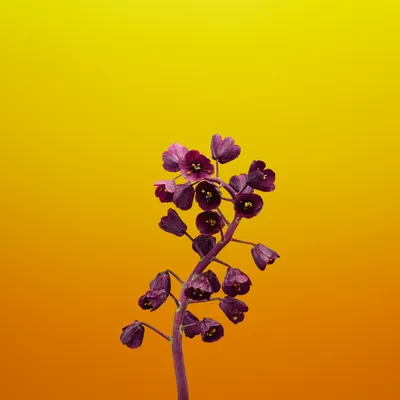 General 2706x2706 Abstract Abstract Wallpaper 4K 2706x2706 Wallpaper, General, 2706x2706, Purple, Yellow, Orange, Square, QHD