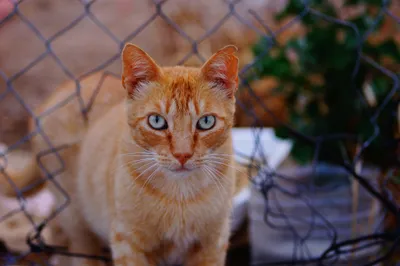 Fence Stare Animal Cat Animals Wallpaper 4K 2048x1365 Fence, Stare, Animal, Cat, Hd, Desktop, Wallpaper, Gray, Ultrawide, Full HD