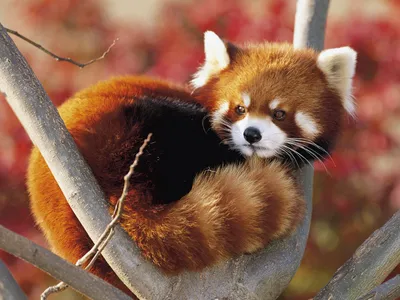 Red Panda Resting Nature Wallpaper 4K 1600x1200 Hd, Desktop, Wallpaper, Featuring, A, Red, Panda, Resting, Tree, Branch, Against, Autumnal, Gray, Brown, Landscape