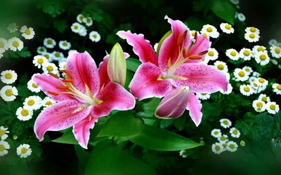 Serene Vibrant Wallpaper Nature Wallpaper 4K 1920x1200 A, Vibrant, Hd, Wallpaper, Featuring, Pink, Lilies, Surrounded, Delicate, White, Daisies, Capturing, Black, Ultrawide, Full HD