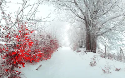 Vibrant Serene Wallpaper Nature Wallpaper 4K 1920x1200 A, Serene, Winter, Landscape, Featuring, Snow-covered, Path, Bordered, Vibrant, Red, Foliage, Frosted, White, Ultrawide, Full HD