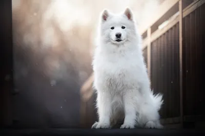 Golden Dog Wallpaper Animals Wallpaper 4K 2048x1365 Dog, Animal, Samoyed, Hd, Desktop, Wallpaper, Background, White, Ultrawide, Full HD