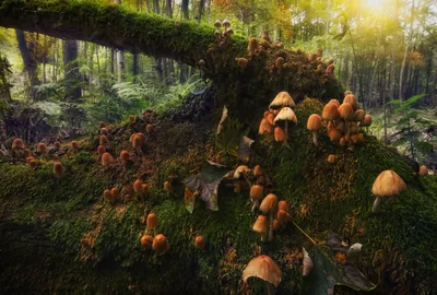 Nature Mushroom Nature Nature Wallpaper 4K 3000x2024 Nature, Mushroom, Hd, Desktop, Wallpaper, Background, Image, Pink, Purple, Brown, Landscape, QHD