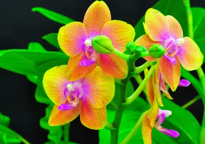 Vibrant Close Yellow Black/Dark Wallpaper 4K 2056x1440 A, Vibrant, Close-up, Of, Yellow, And, Pink, Orchids, Green, Branch, Set, Against, Red, Landscape, Full HD