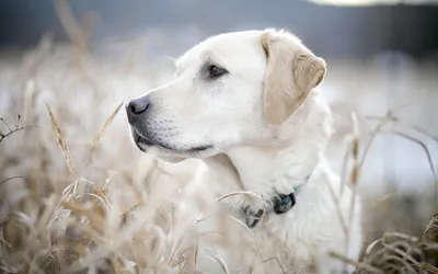 Close White Dog Standing Animals Wallpaper 4K 1920x1200 A, Close-up, Of, White, Dog, Standing, Amidst, Tall, Golden, Grass, Captured, Soft, Ultrawide, Full HD