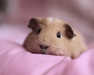 Close Cute Guinea Abstract Wallpaper 4K 4000x3168 Hd, Wallpaper, Featuring, A, Close-up, Of, Cute, Guinea, Pig, Resting, Soft, Pink, White, Gray, Square, 4k