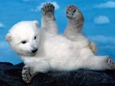 Calm Playful Wallpaper Nature Wallpaper 4K 1600x1200 Hd, Desktop, Wallpaper, Featuring, A, Playful, Polar, Bear, Cub, Lying, Back, Rocky, White, Landscape
