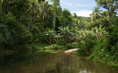 Lush Jungle Tall Palm Trees Nature Wallpaper 4K 1920x1200 Hd, Wallpaper, Of, A, Lush, Jungle, Scene, With, Tall, Palm, Trees, Dense, White, Ultrawide, Full HD