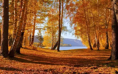 Serene Serene Wallpaper Nature Wallpaper 4K 1920x1200 Hd, Desktop, Wallpaper, Of, A, Serene, Forest, In, Fall, Featuring, Trees, Golden, Brown, Ultrawide, Full HD