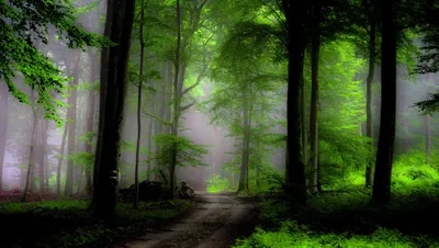 Serene Forest Shrouded Fog Surrounded Nature Wallpaper 4K 6078x3438 A, Serene, Forest, Path, Shrouded, In, Fog, Surrounded, Vibrant, Greenery, Creates, Tranquil, Gray, Brown, Ultrawide, 4k