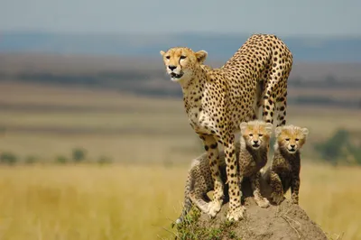 Cheetah Standing Alert Mound Abstract Wallpaper 4K 3008x2000 Hd, Pc, Desktop, Wallpaper, Featuring, A, Cheetah, Standing, Alert, Mound, Three, Cubs, Gray, Ultrawide, QHD