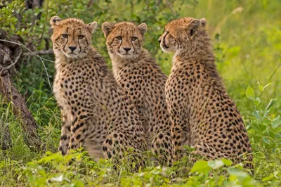 Three Cheetahs Sit Closely Together Abstract Wallpaper 4K 4256x2832 Three, Cheetahs, Sit, Closely, Together, In, A, Lush, Green, Setting, Captured, Stunning, Brown, Gray, Ultrawide, 4k