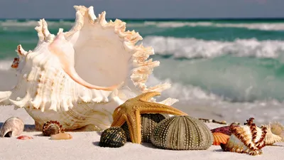 Collection Seashells Starfish Nature Wallpaper 4K 1920x1080 Hd, Desktop, Wallpaper, Featuring, A, Collection, Of, Seashells, Starfish, Resting, White, Sand, Gray, Ultrawide, Full HD