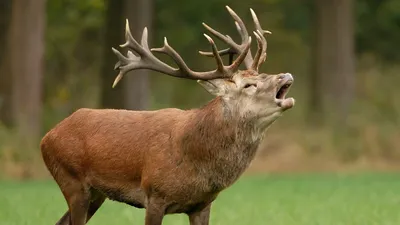 Golden Animal Wallpaper Animals Wallpaper 4K 1920x1080 Hd, Pc, Desktop, Wallpaper, Of, An, Animal, Red, Deer, Stag, Bugling, Gray, Ultrawide, Full HD