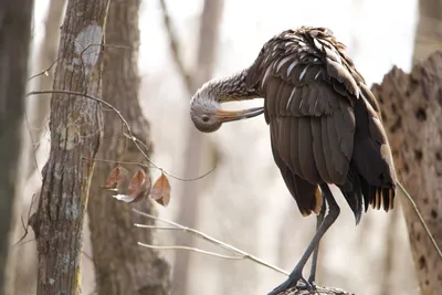 Sleek Brown Wallpaper Animals Wallpaper 4K 6000x4000 Brown, Limpkin, Perched, In, Bare, Trees, Preening, Its, Neck, Serene, Nature, Animal, White, Landscape, 4K