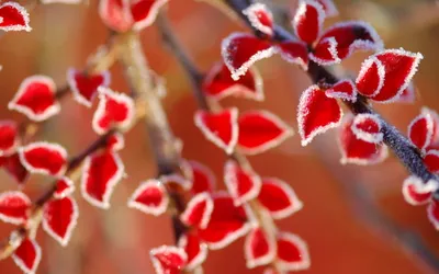 Calm Close Wallpaper Nature Wallpaper 4K 2560x1600 A, Close-up, Of, Vibrant, Red, Leaves, With, Frost, Edges, Showcasing, Beauty, Nature, Brown, Ultrawide, QHD