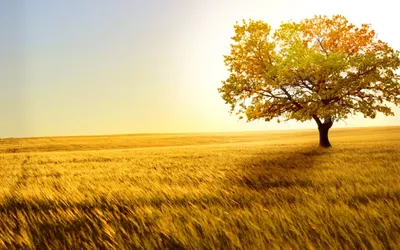 Serene Landscape Solitary Nature Wallpaper 4K 2560x1600 A, Serene, Landscape, Featuring, Solitary, Tree, Amidst, Golden, Field, Capturing, Essence, Nature, White, Ultrawide, QHD