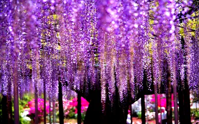 Dreamy Vibrant Wallpaper Nature Wallpaper 4K 1920x1200 A, Vibrant, Display, Of, Cascading, Purple, Wisteria, Blossoms, Drapes, Tree, Creating, Stunning, Gray, Pink, Ultrawide, Full HD