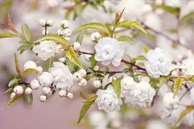 Delicate White Blossoms Branch Capturing Nature Wallpaper 4K 2048x1365 Hd, Pc, Desktop, Wallpaper, Showcasing, Delicate, White, Blossoms, Branch, Capturing, Serene, Beauty, Gray, Ultrawide, Full HD