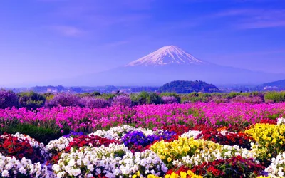 Dreamy Mount Wallpaper Nature Wallpaper 4K 2560x1600 Mount, Fuji, Rises, Majestically, In, The, Background, Surrounded, Vibrant, Fields, Colorful, Flowers, Pink, Purple, Ultrawide, QHD