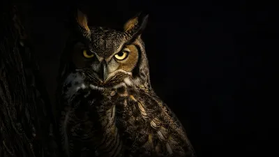 Close Great Horned Owl Black/Dark Wallpaper 4K 3840x2160 Close-up, Of, A, Great, Horned, Owl, With, Piercing, Yellow, Eyes, Against, Dark, Brown, Ultrawide, 4k