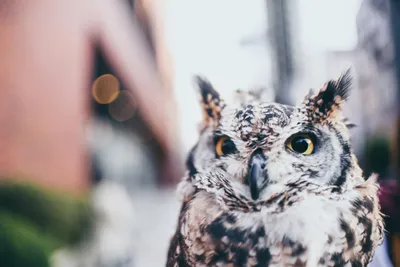 Bold Bird Wallpaper Animals Wallpaper 4K 2400x1600 Bird, Animal, Owl, Hd, Desktop, Wallpaper, Background, White, Landscape, Full HD