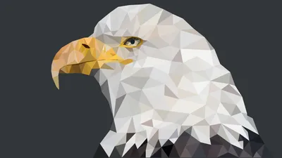 Animal Bald Eagle Animals Wallpaper 4K 7680x4320 Animal, Bald, Eagle, Hd, Desktop, Wallpaper, Background, White, Ultrawide, 4k