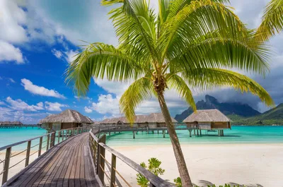 Palm Tree Resort Lagoon Nature Wallpaper 4K 3500x2316 Palm, Tree, Resort, Lagoon, Sea, Tropics, Photography, Tropical, Desktop, White, Ultrawide, QHD