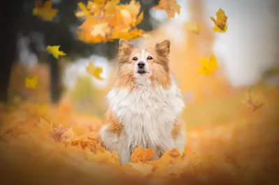 Depth Field Leaf Fall Animals Wallpaper 4K 4937x3291 Depth, Of, Field, Leaf, Fall, Dog, Animal, Shetland, Sheepdog, Desktop, White, Ultrawide, 4K