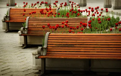 Radiant Wooden Wallpaper World Wallpaper 4K 1920x1200 Hd, Pc, Desktop, Wallpaper/background:, Showing, Wooden, Benches, And, Beds, Red, Tulips, Man-made, Brown, Gray, Ultrawide, Full HD