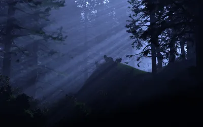 Serene Wolf Silhouette Nature Wallpaper 4K 1920x1200 A, Serene, Hd, Wallpaper, Featuring, Wolf, Silhouette, Amidst, Misty, Forest, Illuminated, Soft, Brown, Ultrawide, Full HD