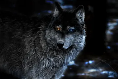 Bright Dark Wallpaper Black/Dark Wallpaper 4K 2500x1667 A, Dark, Fantasy-themed, Hd, Wallpaper, Of, Wolf, Striking, Heterochromia, Featuring, One, Amber, Gray, Brown, Landscape, Full HD