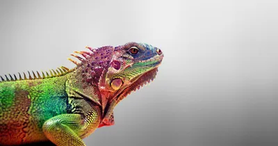 Dark Animal Wallpaper Animals Wallpaper 4K 2060x1080 Animal, Iguana, Hd, Desktop, Wallpaper, Background, Image, White, Ultrawide, Full HD